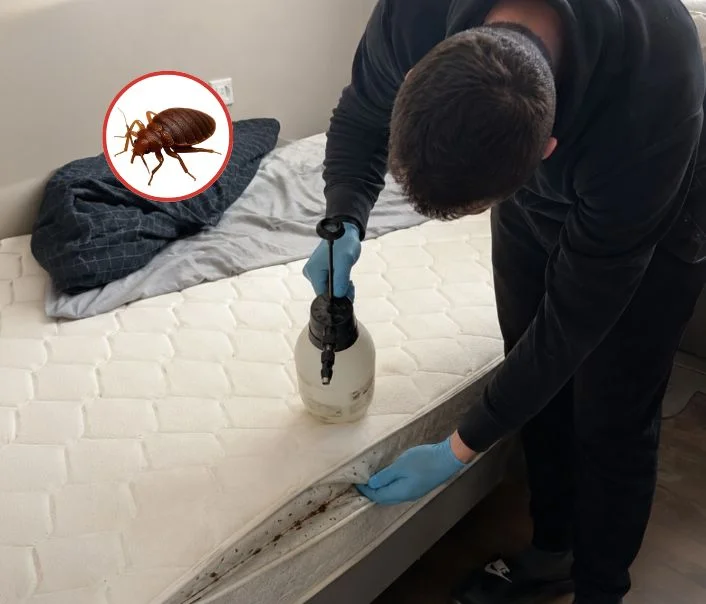 Technicien traitant un matelas contre les punaises de lit à Le Mérévillois